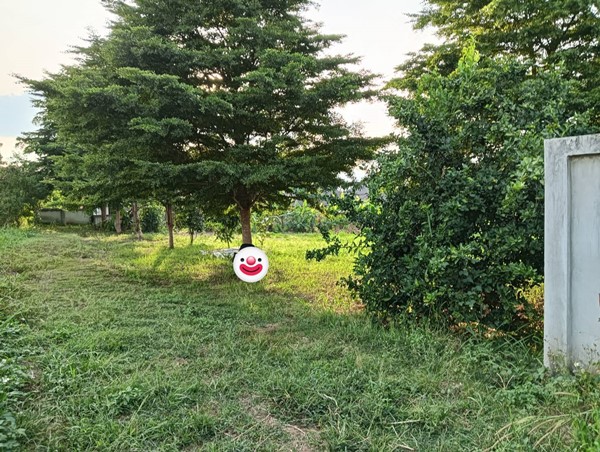 ขายที่ดิน อ.เมืองพะเยา ต.บ้านต๋อม 1 ไร่ โฉนด พร้อมโอน โทร 0817830178