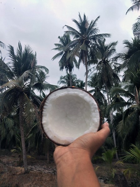 สินค้า ขาย จำหน่ายมะพร้าวกะทิแบบลูก ส่งฟรีกรุงเทพปริมณฑล ทับสะแก มะพร้าวกะทิ ประจวบครีรีขันธฺ์